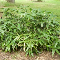 Broad-leaved Bamboo